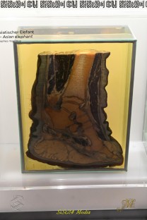 Der Ausstellungsbereich verbindet Zellbiologie, Evolution und die Wahrnehmung verschiedener Arten (Bild: Natalia Siedler)