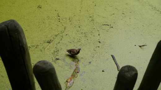 Etwas abseits am Steg vom Teich