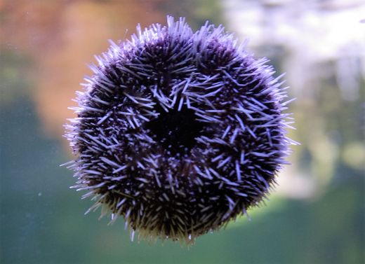 Der Seeigel erkundet die Aquarienscheibe